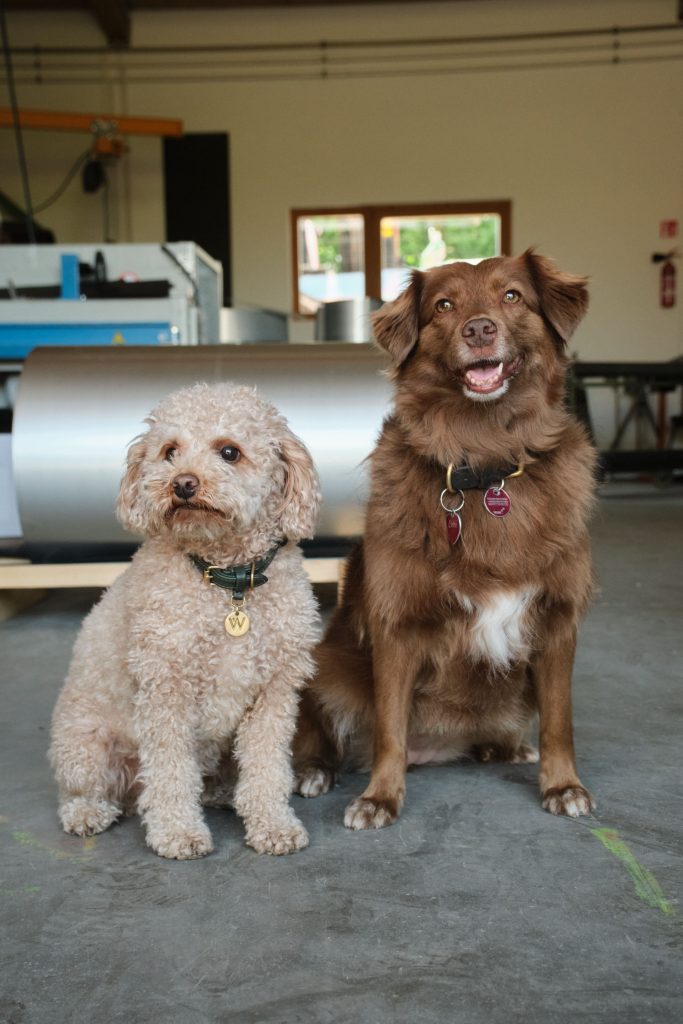 Zwei Hunde sitzen in einer Werkstatt: ein lockiger, heller Hund und ein brauner Hund.
