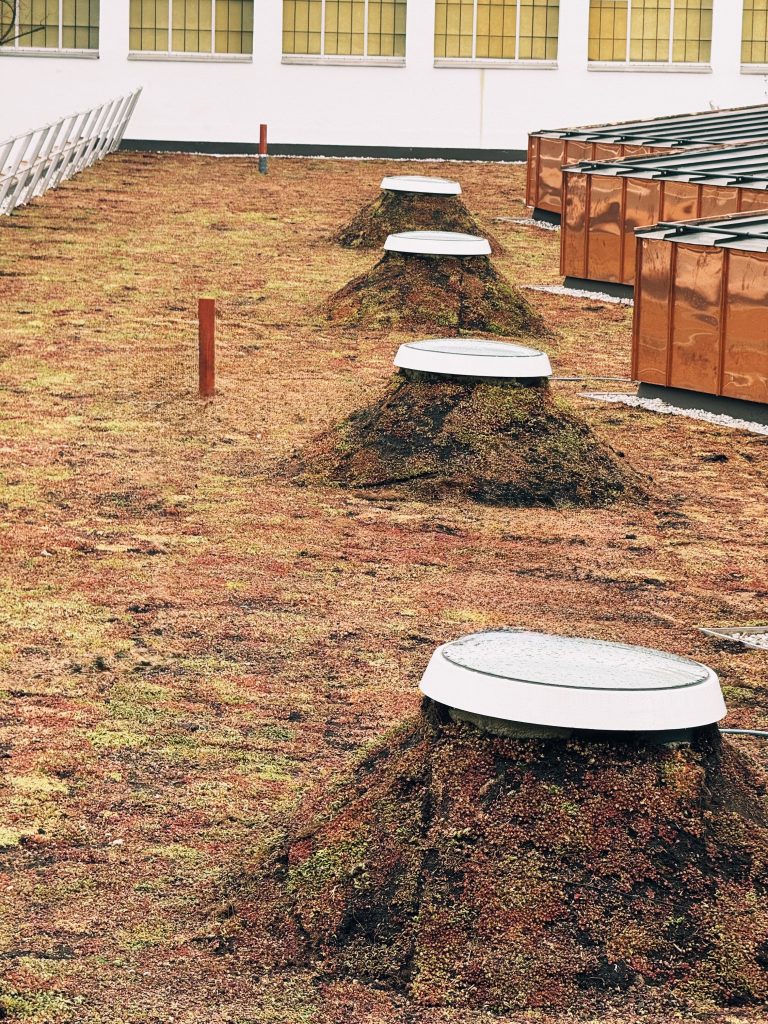 Grünbedachung mit runden Zugangsklappen auf einem flachen Dach, umgeben von buntem Moos und Pflanzen.